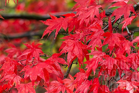 Maple_Japanese_maple_Acer_palmatum_Bright_red_autumn_leaves_wet_after_rain