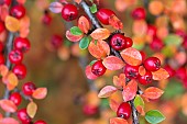 Cotoneaster, Red  berries & autumn coloured leaves growing outdoor.