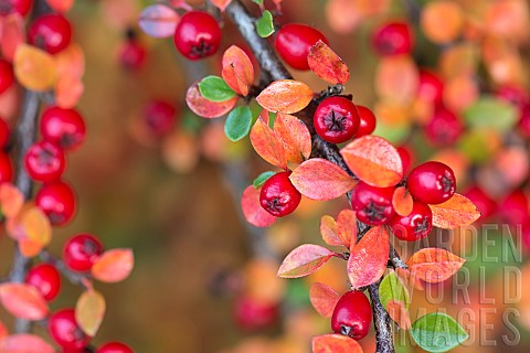 Cotoneaster_Red__berries__autumn_coloured_leaves_growing_outdoor