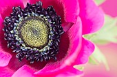 Anemone, Poppy windflower, Anemone coronaria De Caen, Single intensly coloured pink flower.