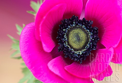 Anemone_Poppy_windflower_Anemone_coronaria_De_Caen_Single_intensly_coloured_pink_flower