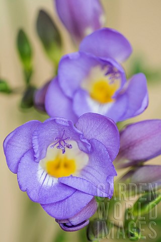 Freesia_Close_up_studio_shot_of_purple_and_yellow_flowers