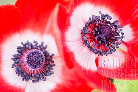 Anemone_Poppy_windflower_Anemone_coronaria_De_Caen_Two_intensly_coloured_single_flowers_growing_outd