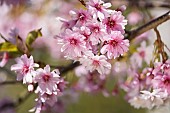 Cherry, Rosebud cherry Autumnalis, Prunus x subhirtella Autmnalis, Winter Cherry pink blossoms growing outdoor.