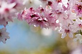 Cherry, Rosebud cherry Autumnalis, Prunus x subhirtella Autmnalis, Winter Cherry pink blossoms growing outdoor.