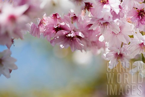 Cherry_Rosebud_cherry_Autumnalis_Prunus_x_subhirtella_Autmnalis_Winter_Cherry_pink_blossoms_growing_