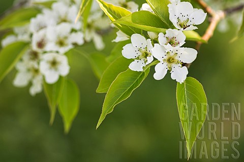 Pear_Le_Conte_pear_Pyrus_x_lecontei_Tiny_white_blossoms_grbowing_outdoor