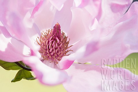 Magnolia_Saucer_magnolia_Magnolia_soulangeana_Close_up_of_a_single_pink_flower_showing_stamen