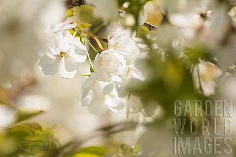 Cherry_Japanese_flowering_cherry_Prunus_serrulata_Tiny_white_blossoms_growing_outdoor