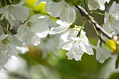 Cherry, Japanese flowering cherry, Prunus serrulata, Tiny white blossoms growing outdoor.