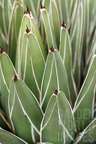 Agave_Royal_agave_Agave_victoriaereginae_Detail_of_green_leaves_showing_pattern