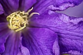 Clematis, Clematis Lasurstern, Close up of open purple flower shwoing stamen.