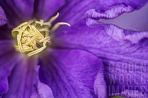 Clematis_Clematis_Lasurstern_Close_up_of_open_purple_flower_shwoing_stamen