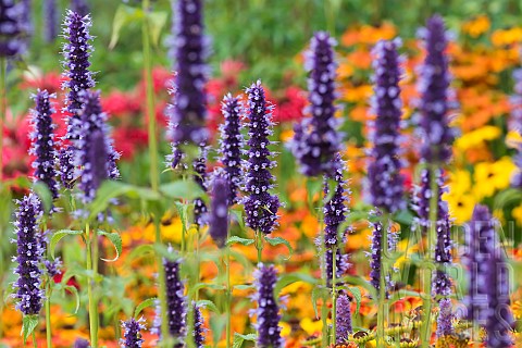 Hyssop_Anise_hyssop_Agastache_foeniculum_Purple_coloured_flowers_growing_outdoor_with_various_colour