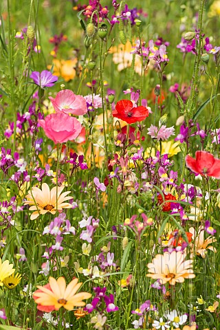 Poppy_Papaver_rhooeas_Poppy_field_Bright_colours_of__mixed_wildflowers_sown_as_a_border_create_a_str