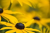 Coneflower, Black-eyed Susan, Rudbeckia, Close up of yellow flower growing outdoor.