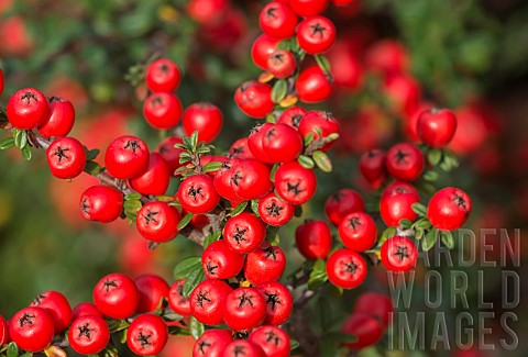 Cotoneaster_Close_up_of_red_coloured_berries_growing_outdoor
