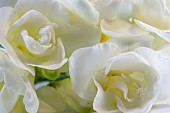 Freesia, Close up studio shot of white flowers.