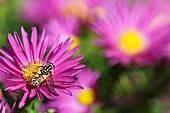 Aster, Hoverfly Helophilus pendulus, pollinating a Michaelmas Daisy flower in garden border.