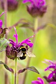 Bergamot, Bee balm, Monarda fistulosa, Garden bumble bee, Bombus hortorum, pollinating a pink flower.