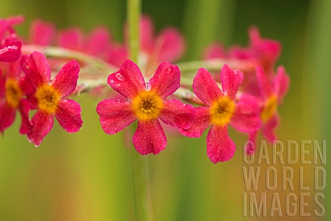 Primula_Primrose_Japanese_primrose_Primula_japonica_Candelabra_primrose_Close_up_of_red_flowers_cove