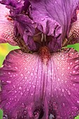 Iris, Bearded iris, Close up of striking purple flowerhead covered in raindrops.