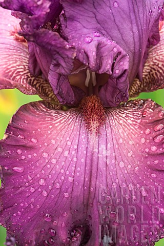 Iris_Bearded_iris_Close_up_of_striking_purple_flowerhead_covered_in_raindrops