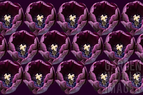 Tulip_Tulipa_Pattern_created_from_open_purple_flower_heads_repeated