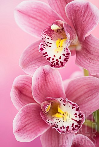Orchid_Cymbidium_Studio_shot_of_pink_flowers_shing_stamen