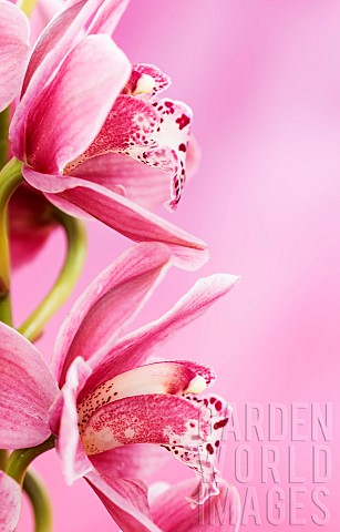 Orchid_Cymbidium_Studio_shot_of_pink_flowers_shing_stamen