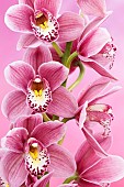 Orchid, Cymbidium, Studio shot of pink flowers shing stamen.