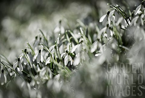 Snowdrop_Common_snowdrop_Galanthus_nivalis_Small_white_flowers_growing_outdoor_in_woodland