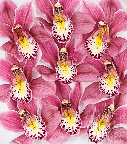 Orchid_Cymbidium_Studio_shot_of_pink_flowerheads