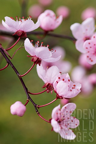 Cherry_plum_Black_cherry_plum_Prunus_cerasifera_Nigra_Pink_blossom__leaves__opening_together_in_gard