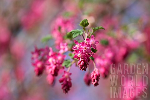 Currant_Flowering_currant_Ribes_sanguineum_Pink_flowers_growing_outdoor