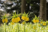 Fritillary, Crown imperial Maxima Lutea, Fritillaria imperialis Maxima Lutea, Backlit yellow flowers growing outdoor.