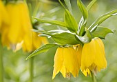 Fritillary, Crown imperial Maxima Lutea, Fritillaria imperialis Maxima Lutea, Yellow flowers growing outdoor showing stamens.