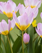 Tulip, Tulipa, Group of pink flowers with yellow centres growing outdoor.