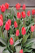 Tulip, Tulipa, Red flower buds covered in raindrops.
