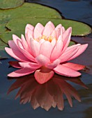 NYMPHAEA ‘PERRYS PINK’, WATER LILY