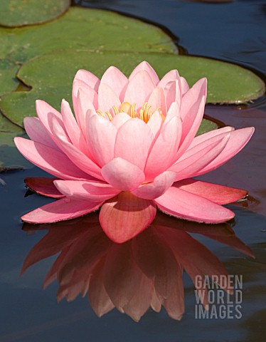 NYMPHAEA_PERRYS_PINK_WATER_LILY