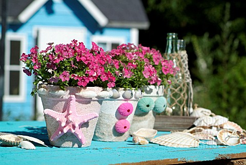 POTTED_PHLOX_DECORATED