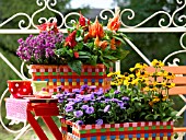 COLORFUL AUTUMNAL FLOWERS IN PLAITED FLOWER BOXES