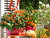 ORANGE ZINNIAS AND PHYSALIS IN A POT AND A BASKET ON A CHAIR
