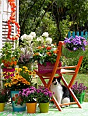 AUTUMNAL POTTED PLANTS ON THE TERRACE WITH A CHAIR AND A CAT