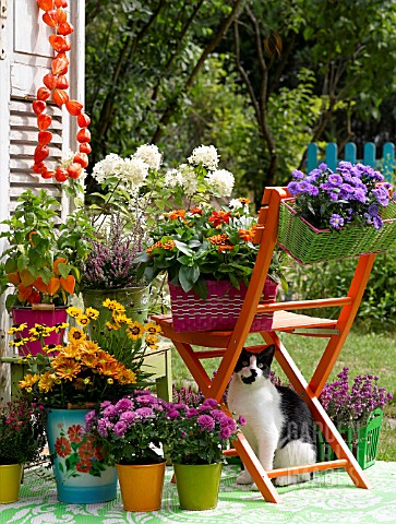 AUTUMNAL_POTTED_PLANTS_ON_THE_TERRACE_WITH_A_CHAIR_AND_A_CAT