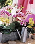 PHALAENOPSIS IN A ZINC CONTAINER