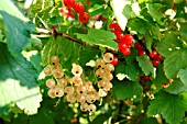 RED AND WHITE CURRANTS HANGING FROM BUSH