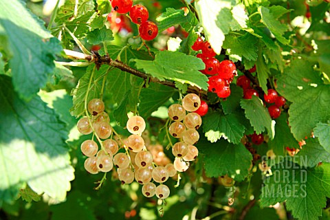 RED_AND_WHITE_CURRANTS_HANGING_FROM_BUSH