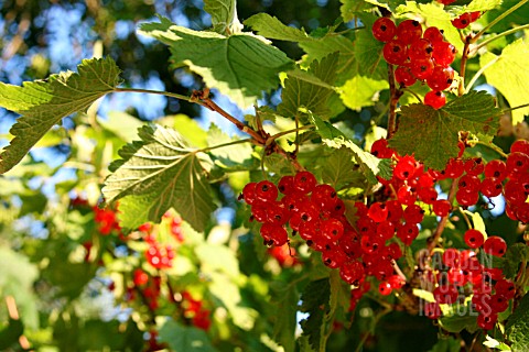 RED_CURRANTS_HANGING_FROM_BUSH